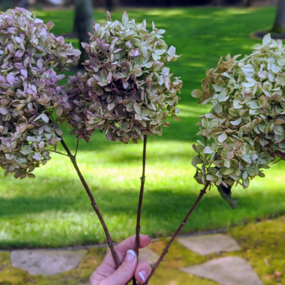 Hydrengea Flower n Stem - dried
